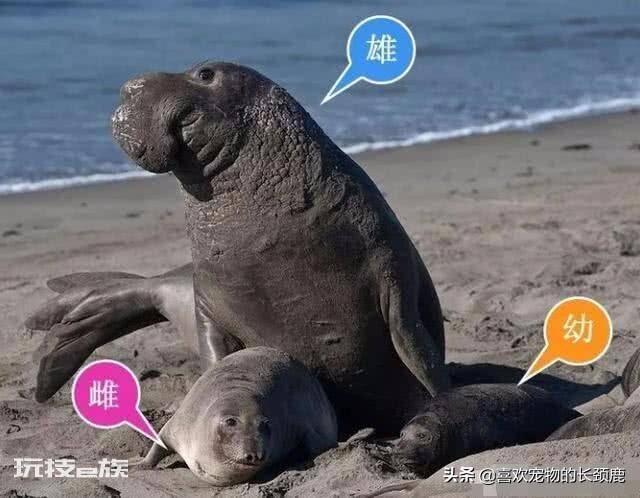 海洋动物海豹是哺乳动物吗(海豹属于什么繁衍种类的动物)-图片5